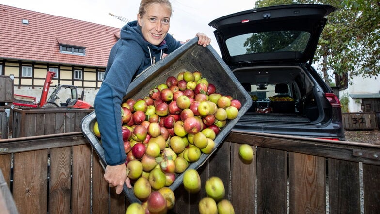 Elisabeth Gläser befüllt bei der Sonntags-Saft GmbH in Possendorf die ihr zugewiesene Kiste mit etwa 120 Kilogramm alter Apfelsorten.