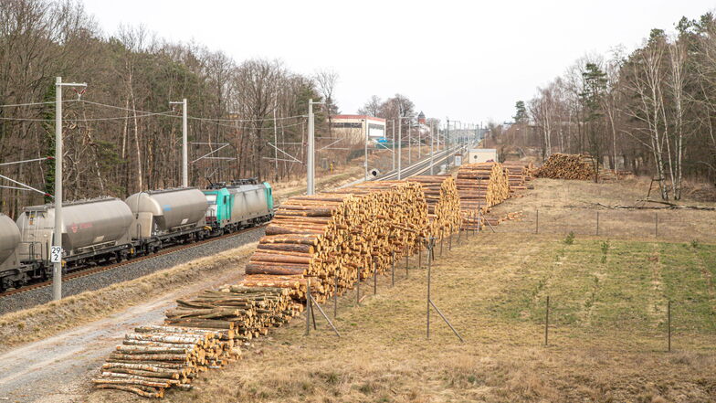 Holz ohne Ende stapelte sich an der Raschkestraße in diesem Jahr. So eine große Holzernte wird es im neuen Jahr nicht mehr geben.