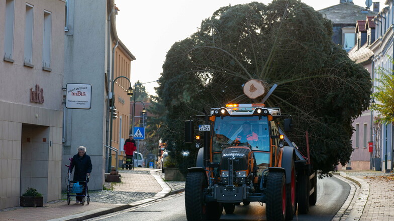 Der Baum wurde am Dienstagvormittag von Kleinopitz nach Wilsdruff transportiert.