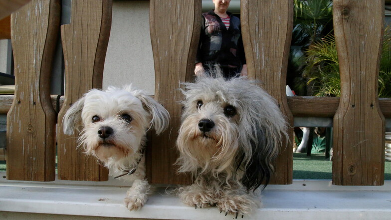 Ein Beispielfoto: Zwei Hunde der Rasse "Bolonka Zwetna".