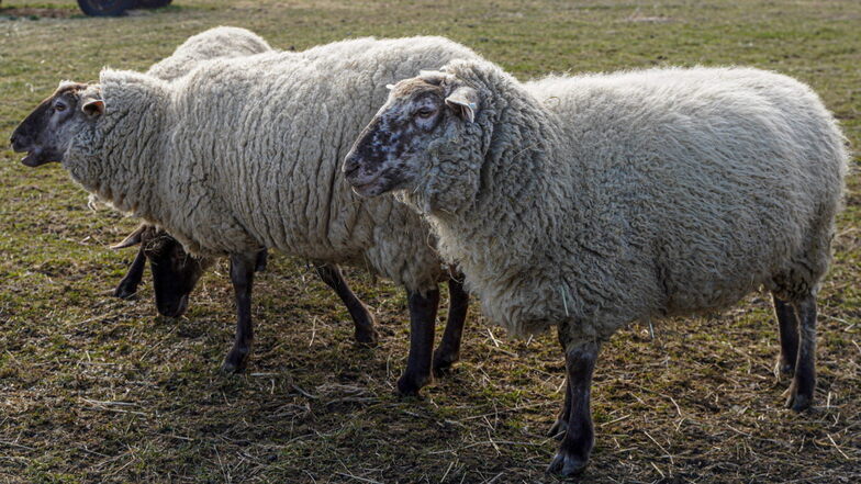 Eine große Schafherde ist in Auschkowitz bei Burkau dreimal innerhalb weniger Tage ausgebrochen. Jetzt steht die Ursache dafür fest.