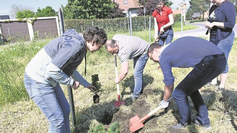 Freiwillige Helfer griffen zum Spaten, um ihren Beitrag zur Aktion 10000 Bäume für die Lausitz zu leisten.
