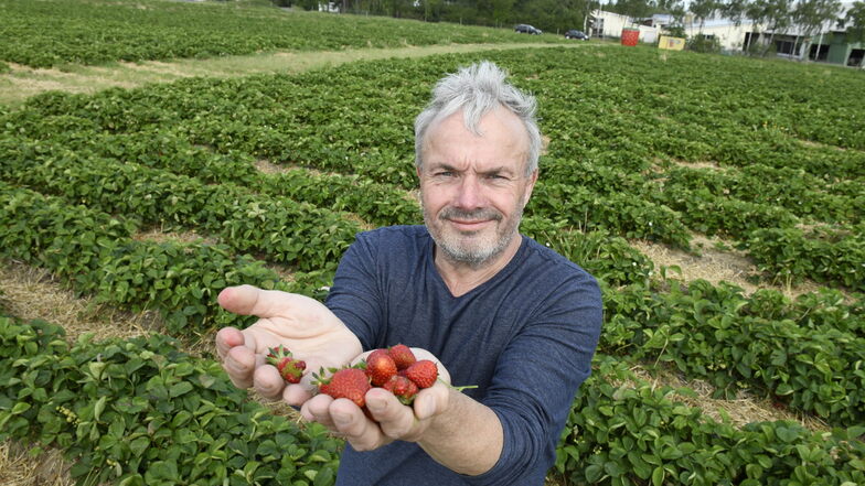 Jens Reichel kann in Oberhäslich eine erste Erdbeerausbeute präsentieren. Der Spätfrost hatte größere Erträge zum jetzigen Zeitpunkt verhindert.