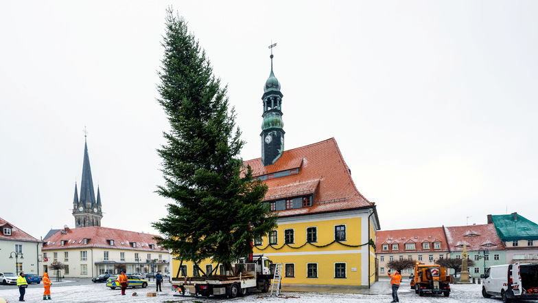 Der Weihnachtsbaum für den Neustädter Marktplatz kommt in diesem Jahr aus Polenz.