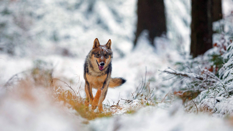 Der Wolf kennt keine Grenze, betont die Landwirtschaftsfakultät in Prag. Sie will mit Fördergeldern erforschen, wie sich die Ausbreitung der Wölfe auf die Wildtiere auswirkt.