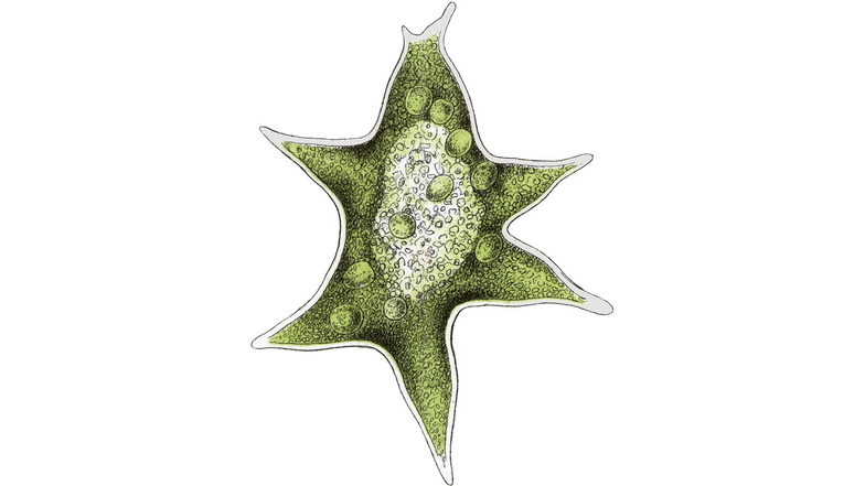 Polyederstadium einer Grünalge der Gattung Hydrodictyon (Wassernetz). Im Inneren des Polyeders sind Sporen zu erkennen, aus denen asexuell neue Netze entstehen können. Nathanael Pringsheim zeigte, dass sich die Grünalge auch sexuell fortpflanzt.
