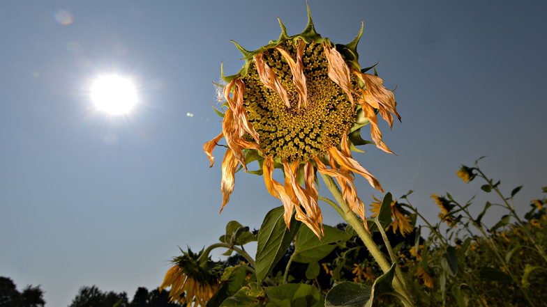Traurig sieht die vertrocknete Sonnenblume auf einem Feld in der Region aus. Der Juli brachte hohe Temperaturen mit sich, auf dem Erzgebirgskamm bis zu 38,2 Grad Celsius.