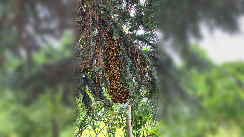 Diese Bienentraube hat ein Anwohner in Oberkaine gefunden und daraufhin die Polizei verständigt.