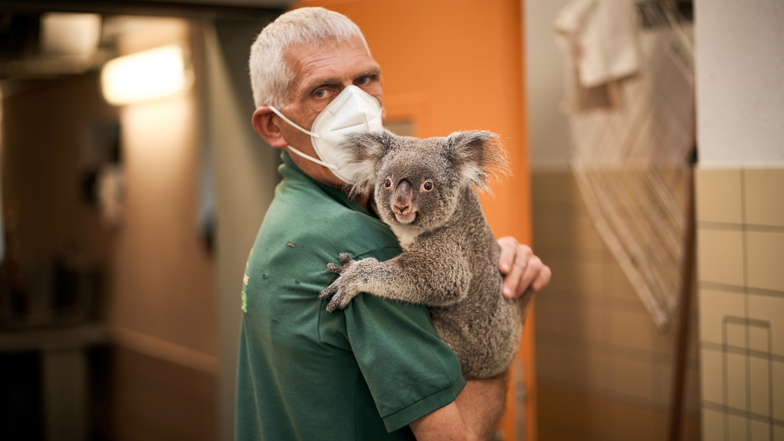 Koalamädchen Sydney sucht ungewöhnlich viel Nähe zu Menschen, weil sie von Anfang an von Pflegern auf den Arm genommen und gefüttert wurde, die ihre 14 Jahre alte Mutter unterstützt haben.