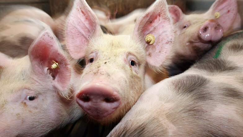 In Osteuropa ist in Hausschweinbeständen die Afrikanische Schweinepest ausgebrochen. Urlauber sollten deshalb achtsam sein.