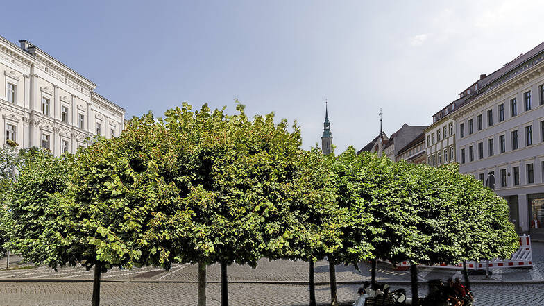 Etwa so wie auf dieser Fotomontage könnte der Görlitzer Obermarkt mit Bäumen aussehen.