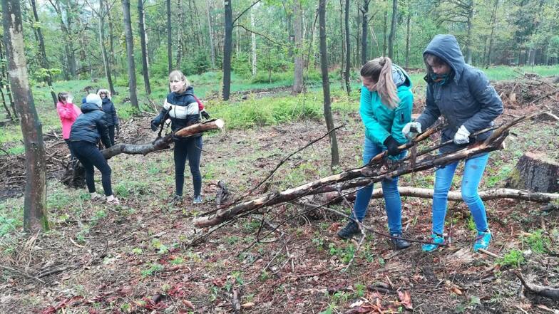 Cunewalder Schüler haben jetzt geholfen, Waldschäden zu beseitigen. Sie entfernten abgestorbenes Holz und pflanzten neue Bäume.