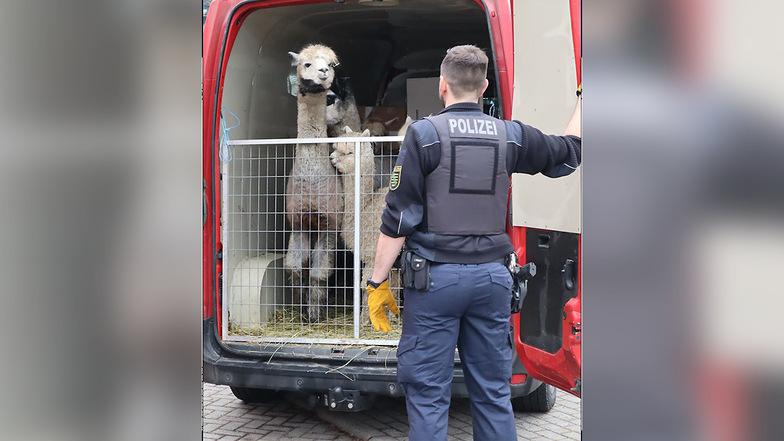 Die Tiere standen dicht eingepfercht in dem Auto.