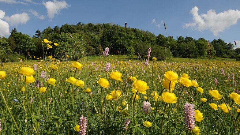 Ob eine Wildwiese im Osterzgebirge oder eine angelegte Blumenwiese zwischen Wohnhäusern: Wo es bunt aussieht, ist viel los. Zehnmal mehr Pflanzenarten als auf einer gepflegten Rasenfläche wachsen auf einer Blumenwiese – und locken Insekten.