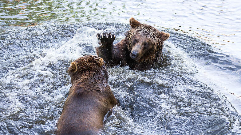 Die Bärenbrüder Björn und Bengt sind eine Besucher-Attraktion. Im Frühjahr kehren sie in den Zoo Hoyerswerda zurück.