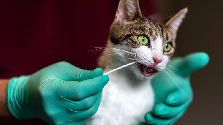In der Tierklinik von Frank Düring in Rennersdorf-Neudörfel wird Katze Elli untersucht. Wissenschaftliche Studien haben ergeben, dass auch Katzen vom Coronavirus infiziert werden können.