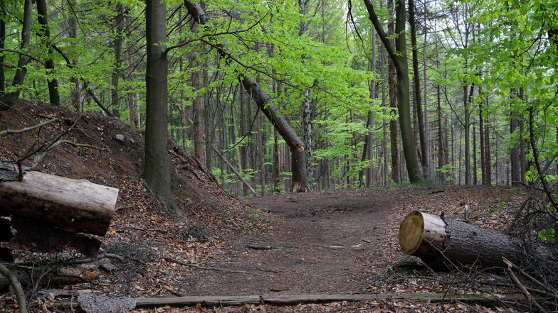 Malerweg am Roßsteig: Hier wurde schon gesägt, um den Weg freizuhalten, doch es brechen immer neue Bäume nach.