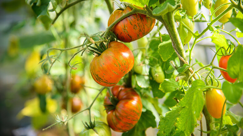 Außergewöhnliche Tomatensorten sind ein Hingucker im Beet und auf dem Teller gleichermaßen.