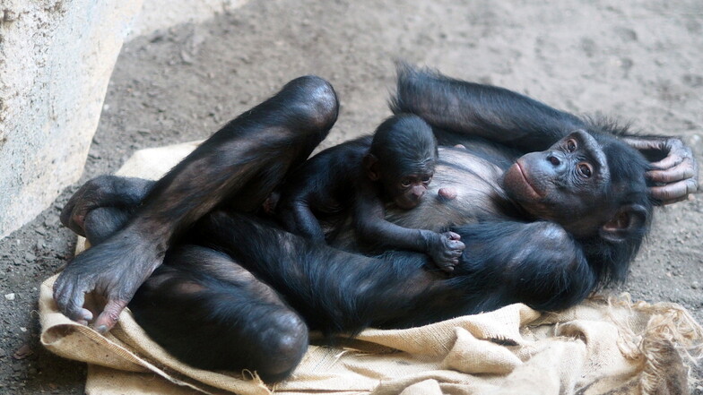 Im Leipziger Zoo hat das Bonoboweibchen Luiza eine Tochter bekommen. Damit leben insgesamt 13 Zwergschimpansen im Pongoland.