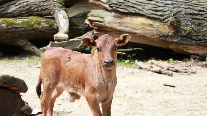 Im Tierpark Chemnitz ist ein kleiner Zwergzebu-Bulle zur Welt gekommen.