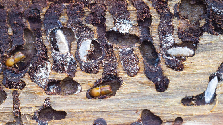 Das typische Fraßmuster des Borkenkäfers unter einer Fichtenrinde. Am Ende der Gänge legt der Schädling seine Eier ab, aus denen Maden schlüpfen. 