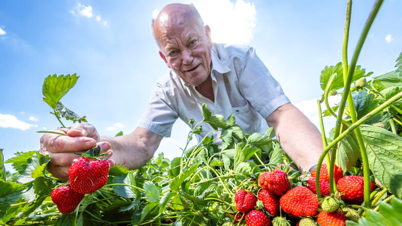 Hier kann man jetzt rund um Pirna Erdbeeren pflücken