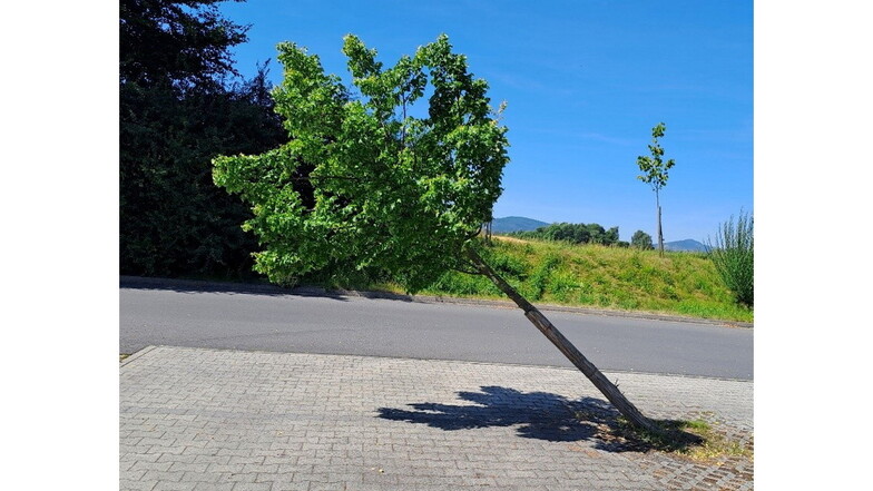 Stadtgespräch: Baum in Schieflage