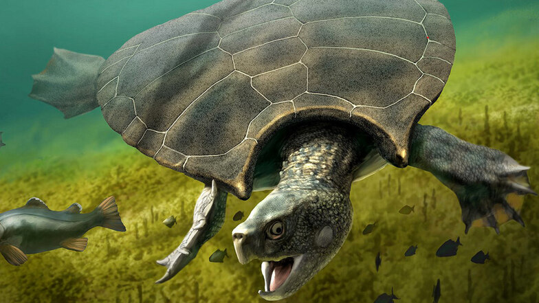 Ein Männchen der Riesenschildkröte jagd im Süßwasser einen Fisch. Überreste eines Stupendemys geographicus wurden in 8 Millionen Jahre alten Ablagerungen in Venezuela von Wissenschaftlern aus der Schweiz gefunden.