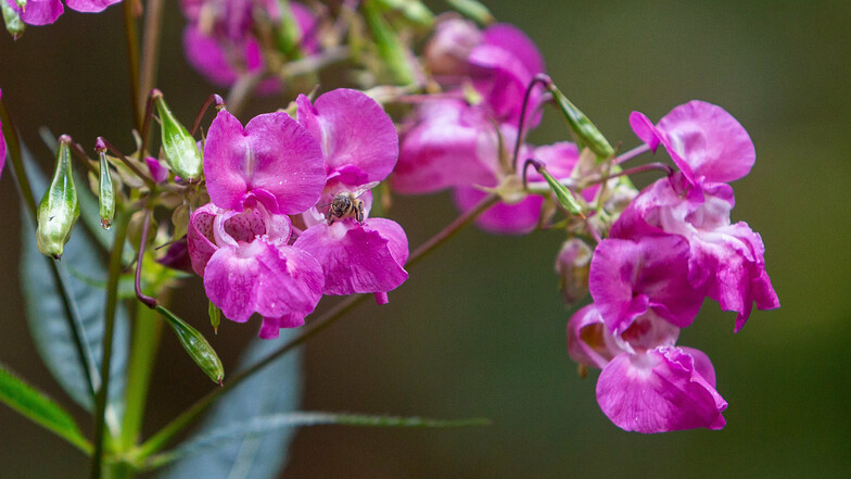 Die kräftigen rosa Blüten sehen schön aus, ein Grund, weshalb das Gewächs als Zierpflanze nach Europa kam.