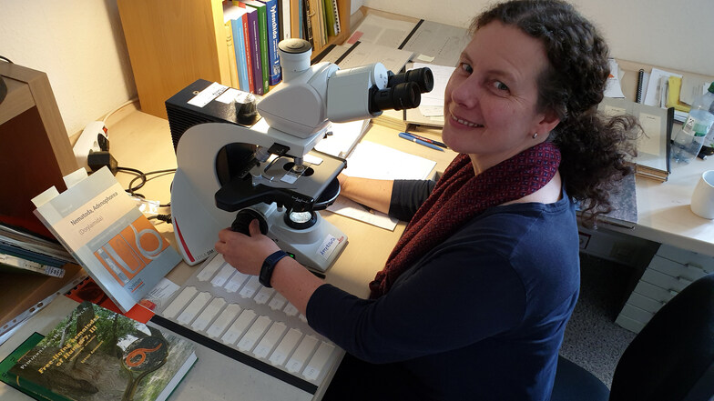Karin Hohberg sitzt oft am Mikroskop. Nur hier kann sie ihre Lieblingstiere, die Fadenwürmer, in ihrer Winzigkeit erkennen und untersuchen.
