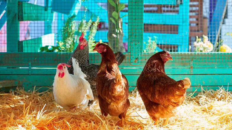 Die eigenen Hühner im eigenen Garten: für viele Hobby-Farmer ein Traum. Und mit dem richtigen Futter werden Tiere und Halter glücklich.