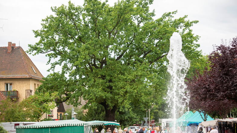 Marktgeschehen auf dem Coswiger Wettinplatz unter dem stadtbekannten Baum.