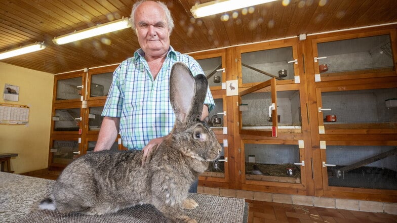 Detlef Walter ist seit fünf Jahren Kaninchenzüchter in Weinböhla. Seine „Deutsche Riesen Wildfarben“ wurden von Züchtern und Publikum zur „Rasse des Jahres“ gekürt. Diese stellt er in Weinböhla aus.