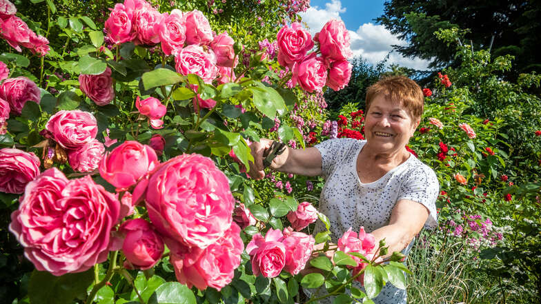 Martina Züchner zeigt die blühenden Rosen in ihrem Garten. In diesem Jahr gedeihen sie besonders prächtig.