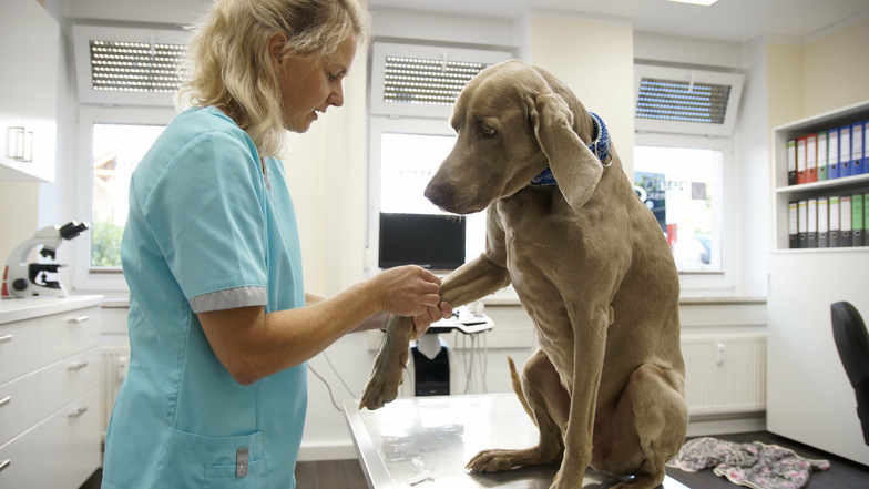 Tierärztin Franziska Miserski eröffnet in Nossen eine neue Tierarztpraxis. Hund Willi ist das Maskottchen.