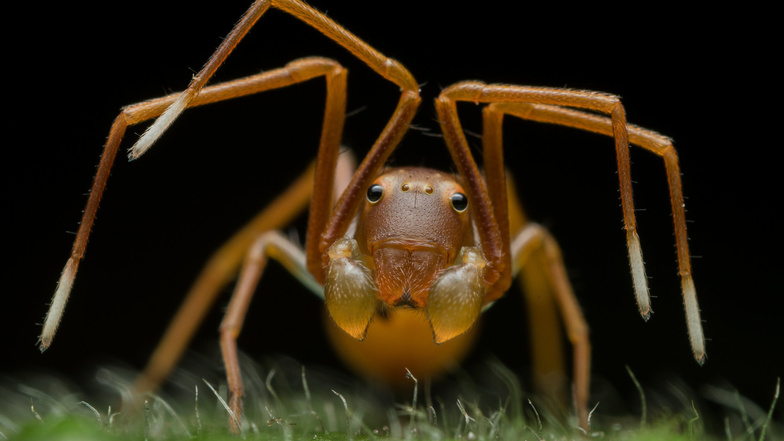 Auge in Auge mit einer Ameise 