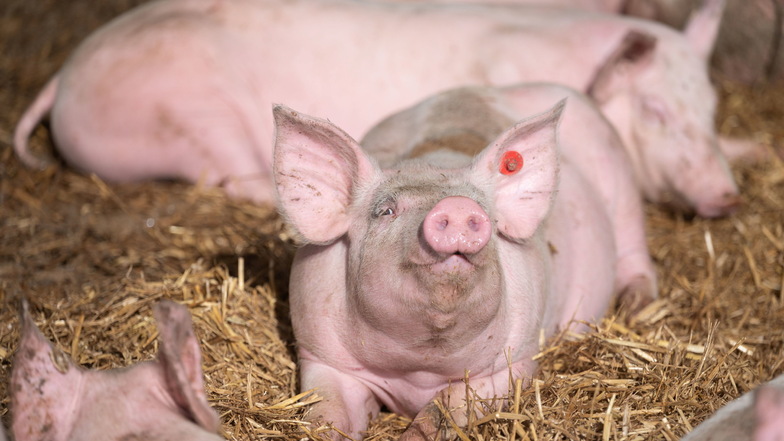 Schweine liegen in der Bucht eines Tierwohl-Schweinestalls. Nach jahrelangen Diskussionen startet ein neuer Anlauf für eine staatliche Tierhaltungskennzeichnung für Fleisch und Wurst.