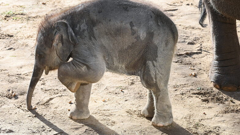 Sechs Wochen alt ist inzwischen der jüngste Nachwuchs der Elefantenherde im Leipziger Zoo.