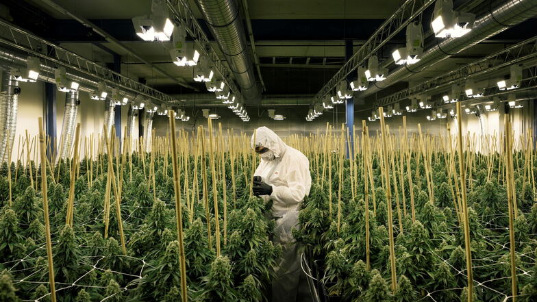 Ein Mitarbeiter einer schweizer Firma arbeitet in einer Indoor-Anlage, in der Cannabis sativa-Pflanzen für den medizinischen Gebrauch angebaut werden.