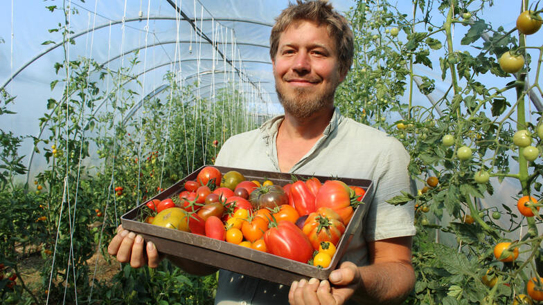 Ernte im Heckenhof: Seit sieben Jahren baut Florian Schneider in Sohland am Rotstein samenfeste, zum Teil auch alte Tomatensorten an. Sein Wissen über den „Liebesapfel“ gibt er jetzt auch bei einem Tomatentag in Wartha weiter.