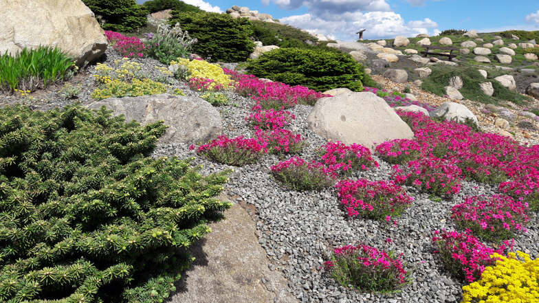 Der Steingarten im Findlingspark präsentiert sich in bunter Blütenpracht. Verpasst hat man noch nichts. Wegen des bisher kühlen Wetters ist die Vegetation etwas später dran.