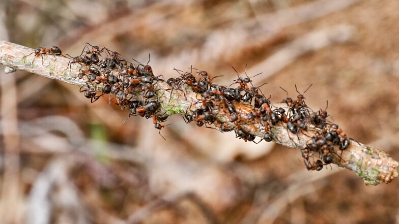 Als wäre es Frühling: Rote Waldmeisen auf einem Ameisenhaufen - fotografiert diese Woche in Oderwitz.