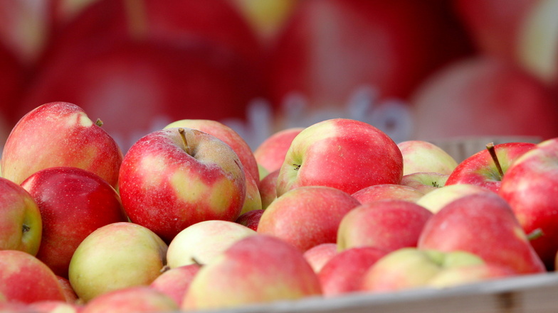 In diesem Jahr werden Sachsens Obstbauern rund 20 Prozent weniger Äpfel ernten als im Vorjahr.