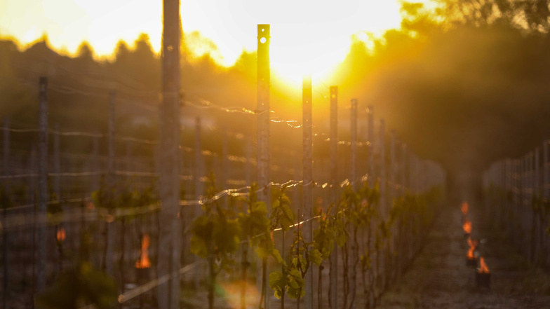 Bei aufgehender Sonne brennen die Frostkerzen neben den Weinstöcken.
