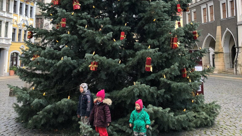 Was die Görlitzer Familie mit dem ersteigerten Weihnachtsbaum vom Untermarkt macht, hängt von dessen Holzqualität ab.