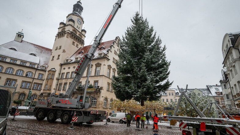 Döbelner Weihnachtsbaum auf dem Obermarkt gelandet