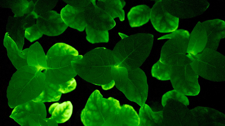 Die Zimmerpflanze kann dank der Gene einer Leuchtpilz-Art biolumineszieren.