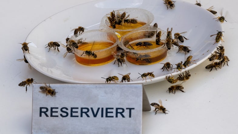 Kaum steht etwas Süßes auf dem Tisch, kommt eine Wespe nach der anderen angeflogen.