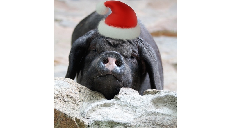 Weihnachtsstimmung bei den Schweinen. Aufgrund der Schweinpest benötigen die Tiere nun ein neues Gelände.