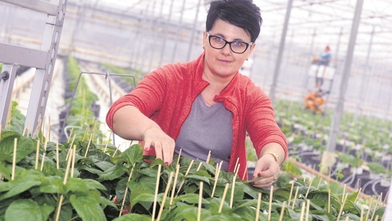In der Gärtnerei in Boxberg bereitet Dorotha Paprika zur Auspflanzung in den Gewächshäusern vor.